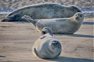 Robben im Nationalpark und UNESCO Weltnaturerbe Wattenmeer