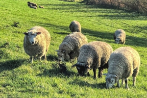 Buesum-Deichhausen-Schafe