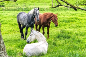 Buesum_Nordsee_Deichspaziergang_Pferde