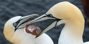 Ferienwohnung-buesum-slider-1200-2