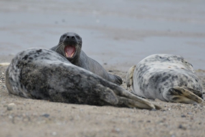 Nordsee-Helgoland-Seehund