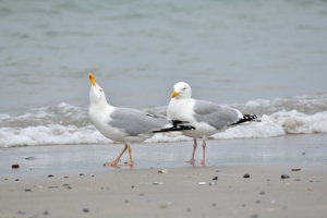 Nordsee-Urlaub Ferienwohnung-Buesum Moewen