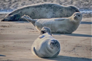 Nordsee-Urlaub Ferienwohnung-Buesum Robben